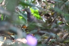 Crypturellus tataupa