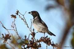Schistochlamys melanopis