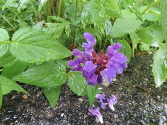 Prunella prunelliformis