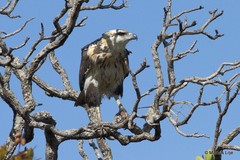 Buteogallus coronatus