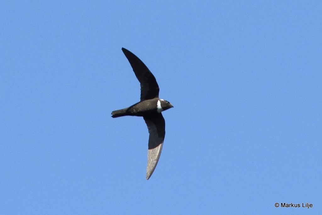 Biscutate Swift
