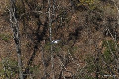 Pseudastur albicollis