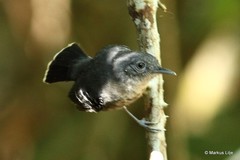 Hypocnemoides maculicauda