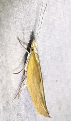 Ypsolopha dentiferella