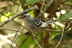 Herpsilochmus longirostris