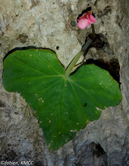 Quadrilobaria