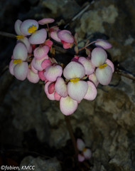 Quadrilobaria
