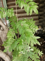 Sorbus aucuparia