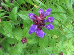 Prunella prunelliformis