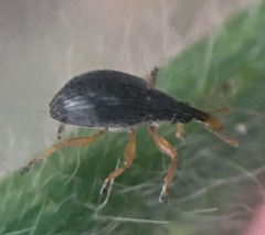 Pseudapion rufirostre