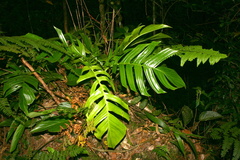 Epipremnum