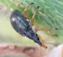 Pseudapion rufirostre