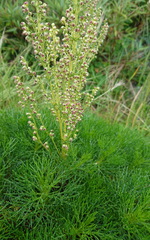 Artemisia morrisonensis