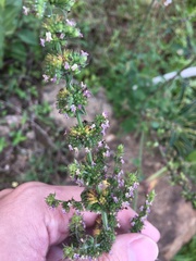 Mesosphaerum pectinatum