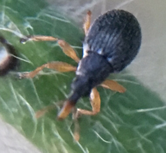 Pseudapion rufirostre