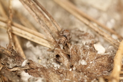 Habronattus festus