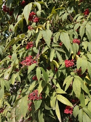 Sambucus sibirica