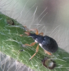 Pseudapion rufirostre