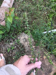 Mesosphaerum pectinatum