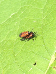 Rhodobaenus quinquepunctatus