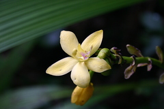 Spathoglottis