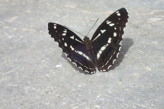 Limenitis helmanni
