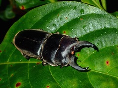 Dorcus mirabilis
