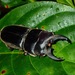 Dorcus mirabilis - Photo (c) Albert Kang, some rights reserved (CC BY-NC), uploaded by Albert Kang