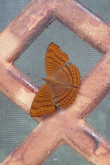 Pseudergolis wedah
