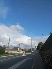 Falco cenchroides cenchroides