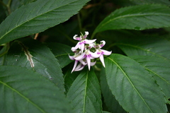 Lobelia borneensis