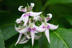 Lobelia borneensis