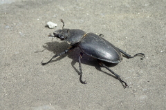 Lucanus