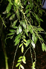 Dacrycarpus