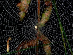 Araneidae