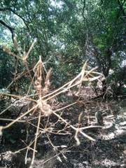 Anthriscus lamprocarpus