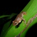 Balfour's Reed Frog - Photo (c) Jakob Fahr, some rights reserved (CC BY-NC), uploaded by Jakob Fahr