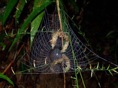 Araneidae