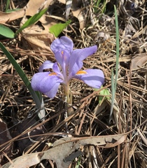 Iris verna