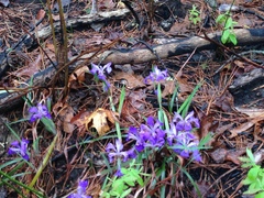 Iris verna