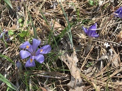 Iris verna