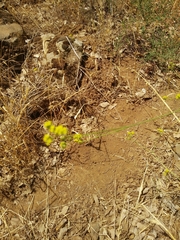 Bupleurum libanoticum