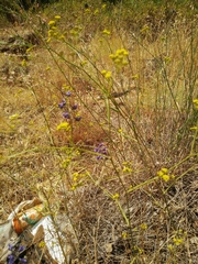 Bupleurum libanoticum