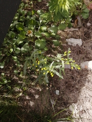 Senecio vulgaris