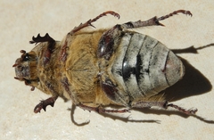 Anoxia orientalis