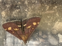 Pyrausta aurata
