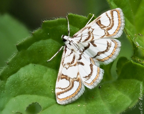 Nymphula nitidulata