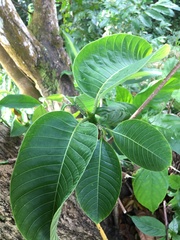 Neolamarckia cadamba