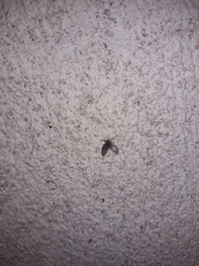 Clogmia albipunctata