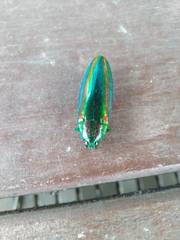 Chrysochroa fulgidissima